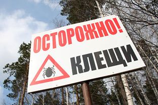 Внимание! Начался сезон активности таежных клещей!